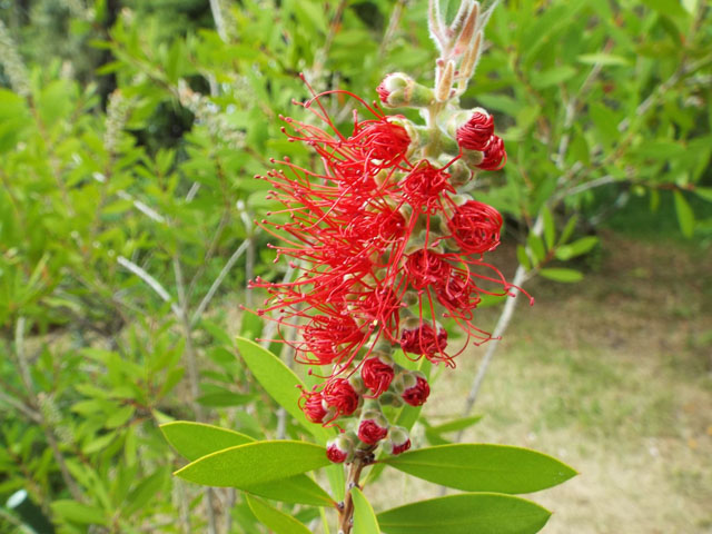 ブラシノキの花の写真画像2