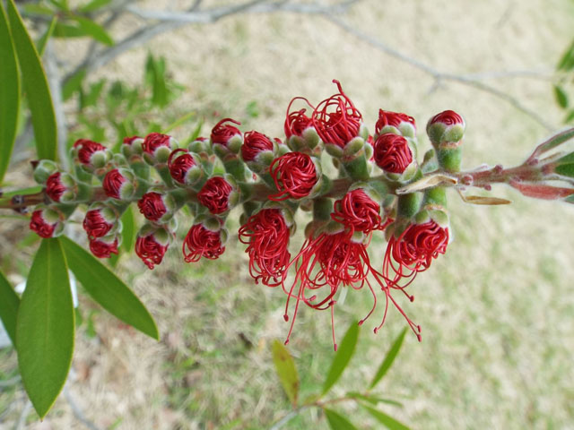 ブラシノキの花の写真画像3