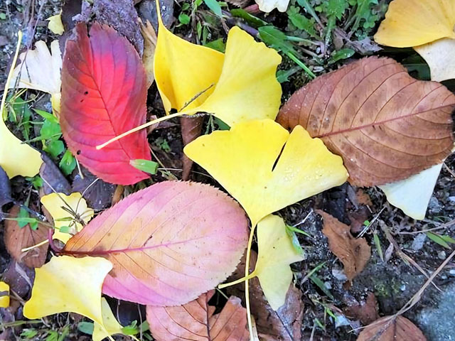 カラフル落ち葉の写真画像1