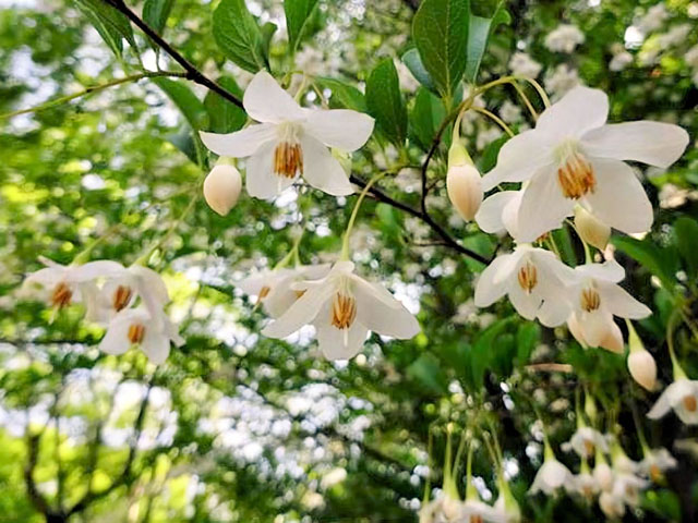 エゴノキの花の写真画像1