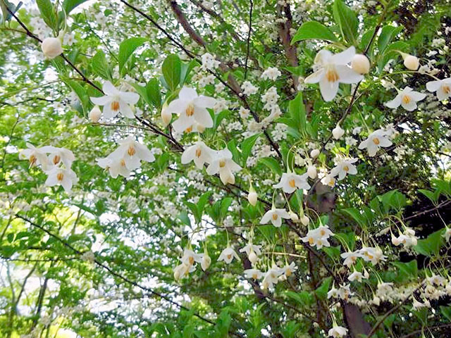 エゴノキの花の写真画像2