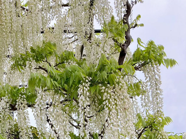 フジの花（５）の写真画像3