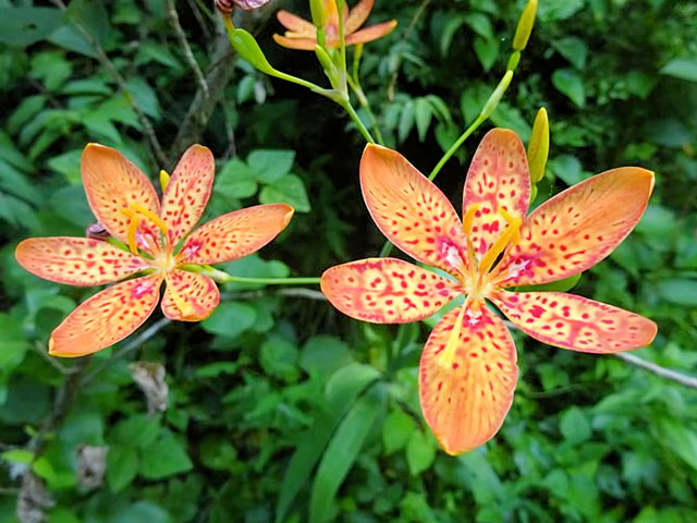 ヒオウギの花の写真画像1