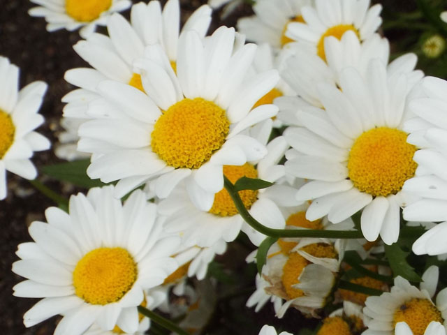 ノースポールギクの花の写真画像4