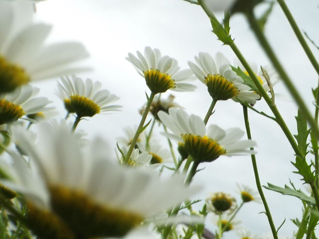 ノースポールギクの花（２）の写真画像1