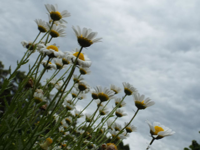 ノースポールギクの花（２）の写真画像2