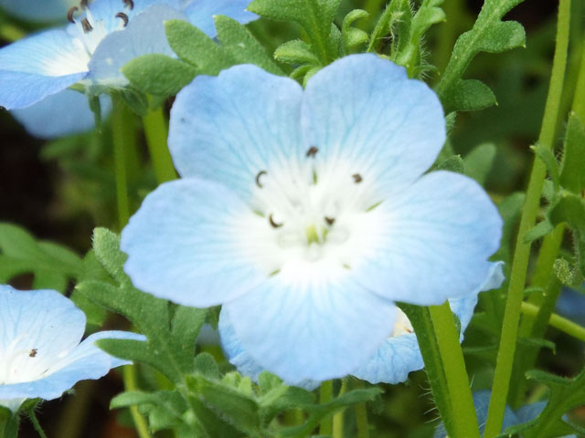 ルリカラクサの花の写真画像1