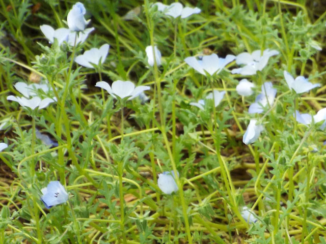 ルリカラクサの花の写真画像2