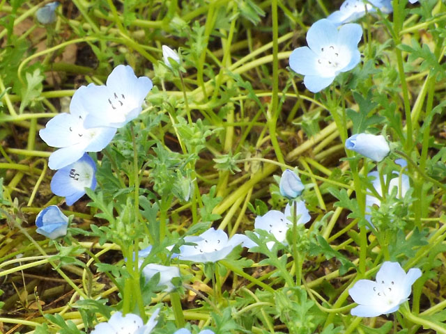 ルリカラクサの花の写真画像3