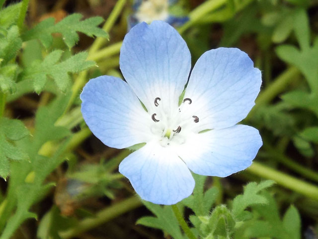 ルリカラクサの花の写真画像4