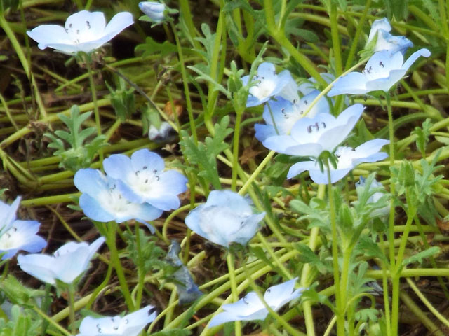 ルリカラクサの花の写真画像5