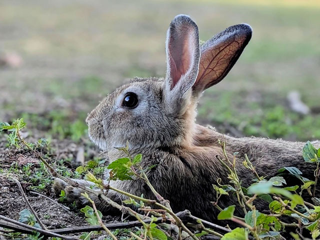 ウサギの写真画像4