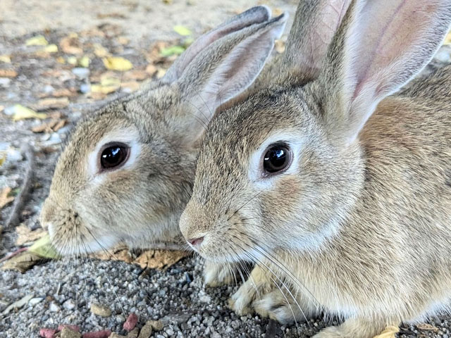 ウサギ（２）の写真画像1