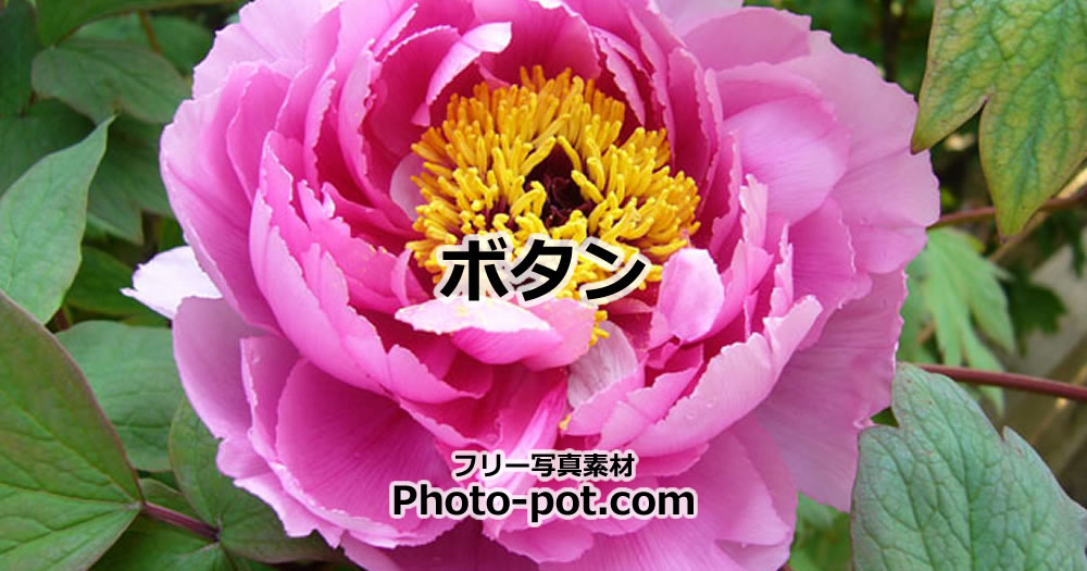 牡丹の花の写真画像