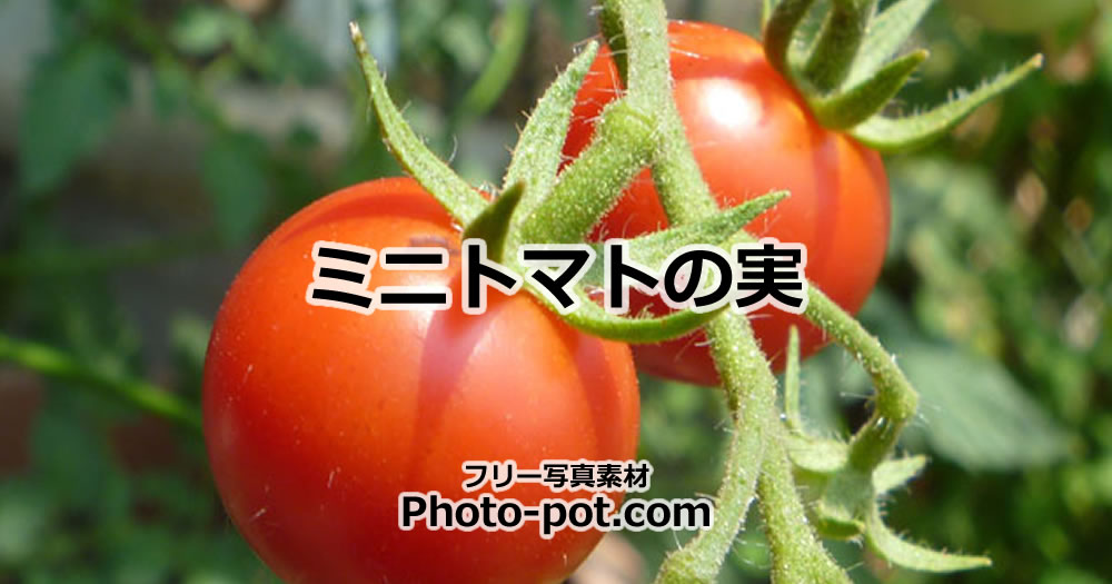 ミニトマトの実の写真画像