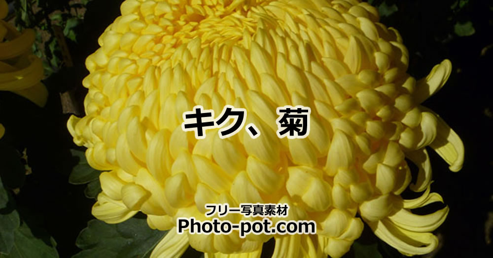 キク、菊の写真画像