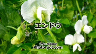 エンドウの花の写真画像