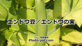 エンドウ豆の写真画像