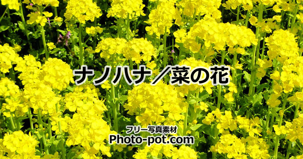 菜の花の写真画像