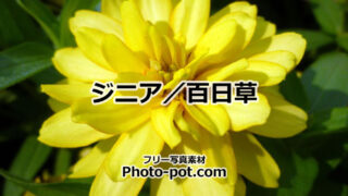 ジニア、百日草の花の写真画像１