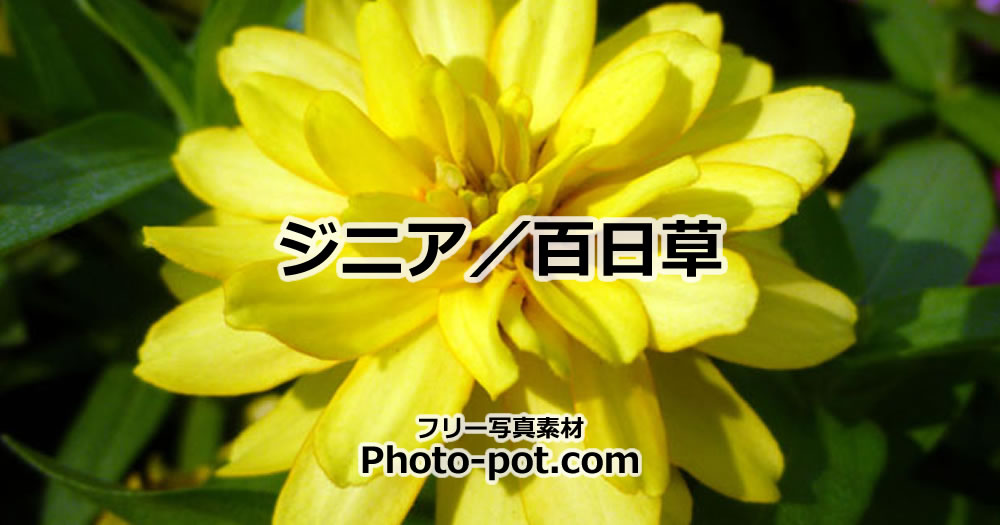 ジニア、百日草の花の写真画像１