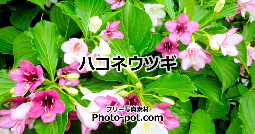 ハコネウツギの花の写真画像
