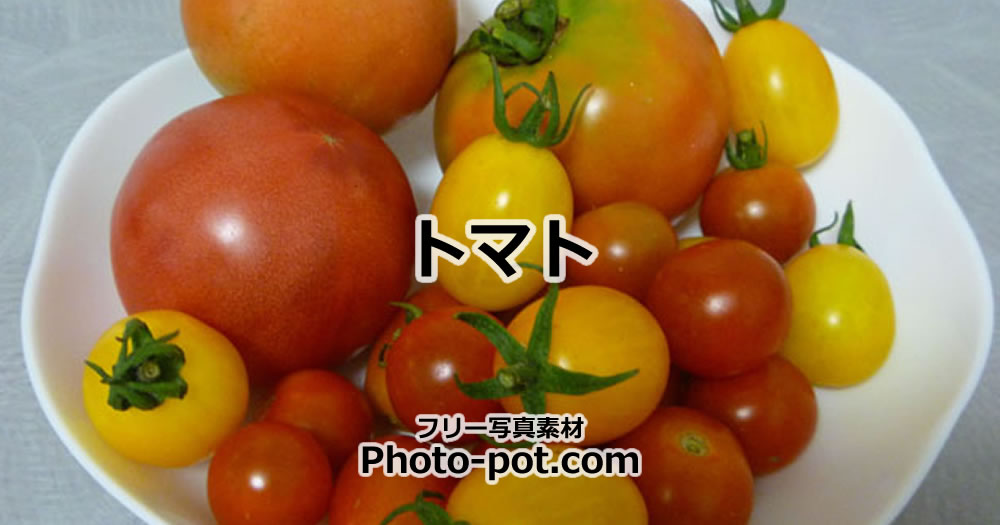 トマトの写真画像