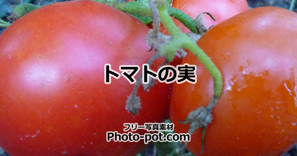 トマトの実の写真画像