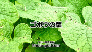 ゴボウの葉の写真画像