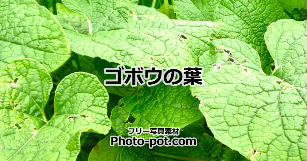 ゴボウの葉の写真画像