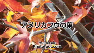 アメリカフウの葉っぱの写真画像