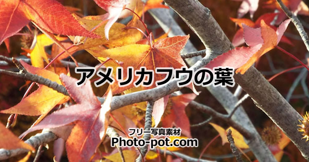 アメリカフウの葉っぱの写真画像