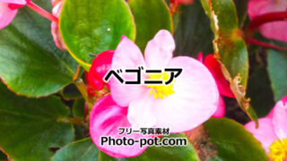 ベゴニアの花の写真画像