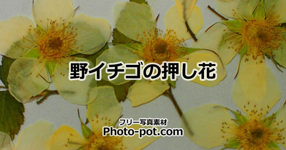 野イチゴの押し花の写真画像