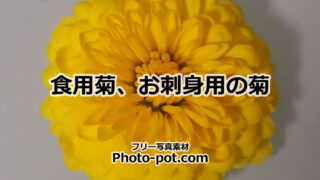 食用菊の写真画像