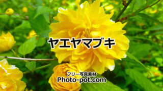 ヤエヤマブキの花の写真画像