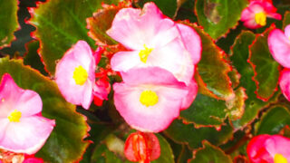 Thumbnail of post image 147