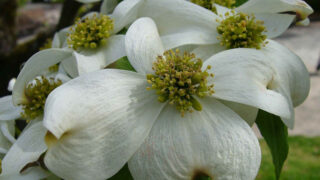 Thumbnail of post image 070