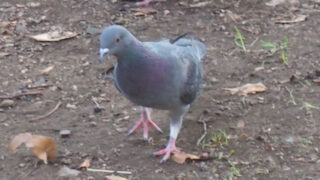 Thumbnail of post image 020
