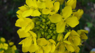 Thumbnail of post image 009