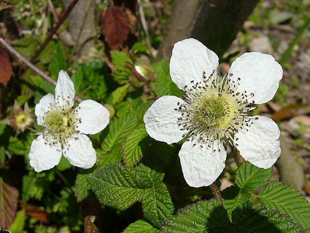 Thumbnail of post image 183