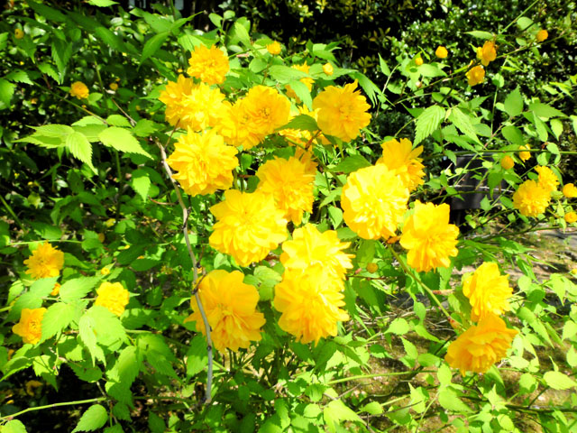 Thumbnail of post image 089