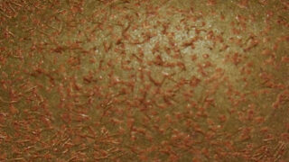 Thumbnail of post image 078