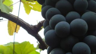 Thumbnail of post image 115