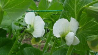 Thumbnail of post image 069