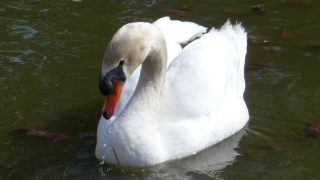 Thumbnail of post image 027