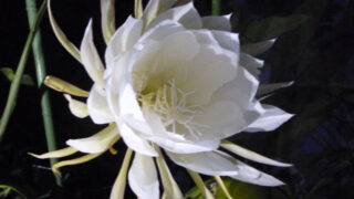 Thumbnail of post image 104