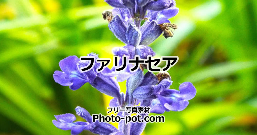 ファリナセアの花の写真画像