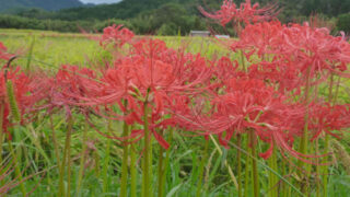 Thumbnail of post image 153