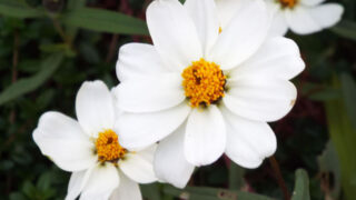 Thumbnail of post image 185